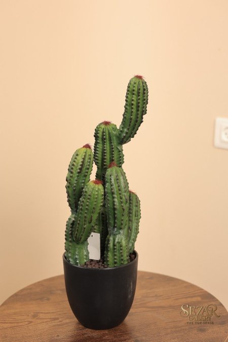 نبتة صبار كبير 0123-6